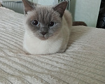 Кошки в Королеве: Отдам кошку Девочка, Бесплатно - фото 1