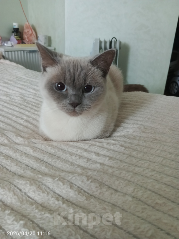 Кошки в Королеве: Отдам кошку Девочка, Бесплатно - фото 1
