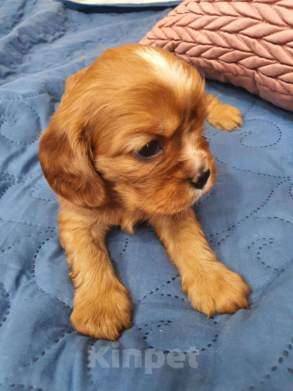 Собаки в других городах Московской области: Очаровательный щенок, ЭЛЛИС СОФИ САЛЮТ БЕЛОГОРЬЯ, девочка, цвет рубин, свободна для бронирования! Девочка, 80 000 руб. - фото 3