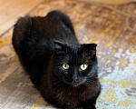 Кошки в Санкт-Петербурге: Кошечка Девочка, Бесплатно - фото 9