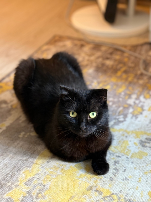 Кошки в Санкт-Петербурге: Кошечка Девочка, Бесплатно - фото 9
