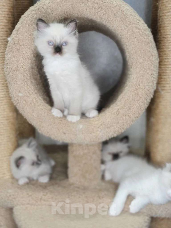 Кошки в Владивостоке: Isabel Девочка, 60 000 руб. - фото 1