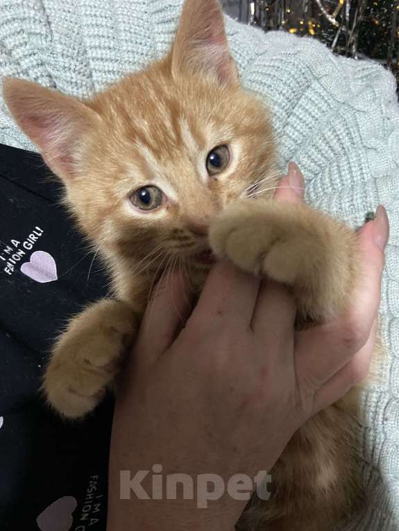 Кошки в других городах Краснодарского края: Рыжик  Мальчик, Бесплатно - фото 1