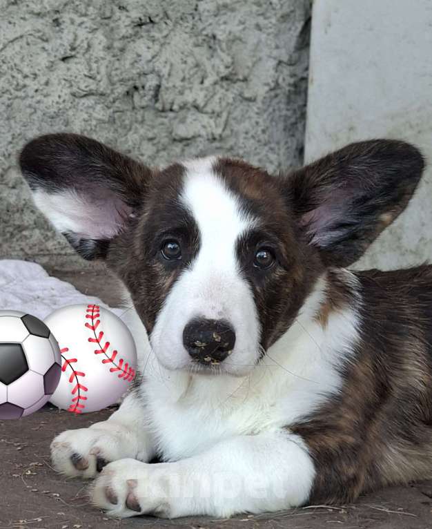 Собаки в Москве: Щенки вельш корги кардигана от родителей чемпионов Мальчик, 40 000 руб. - фото 3