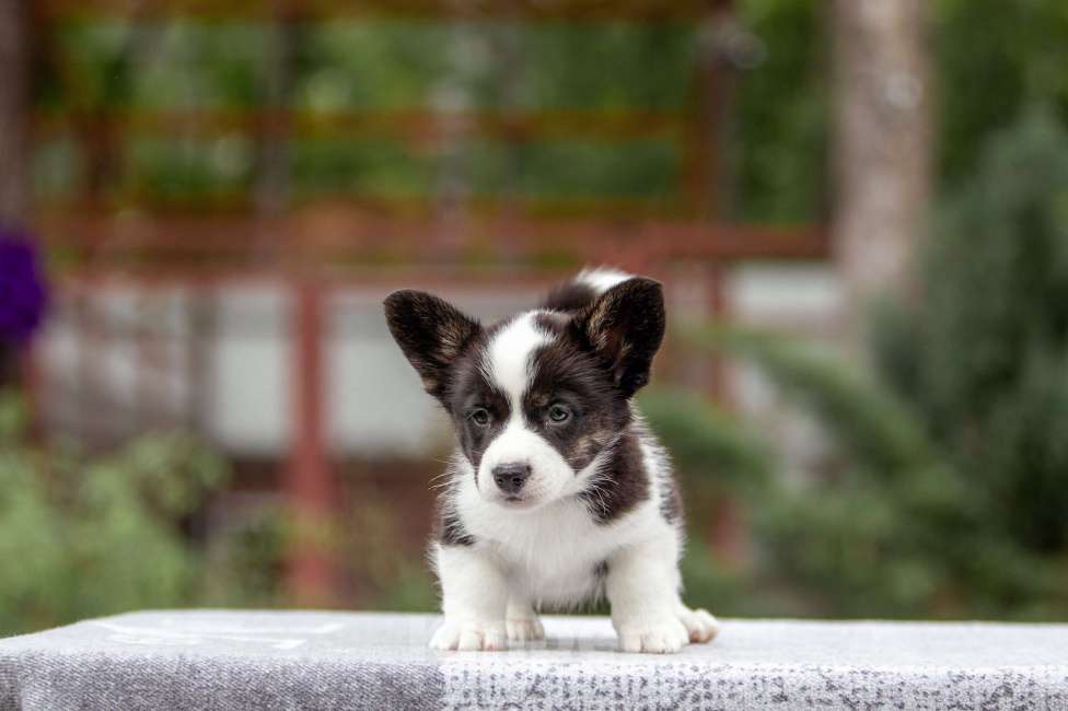 Собаки в Москве: Щенки корги Мальчик, 50 000 руб. - фото 3