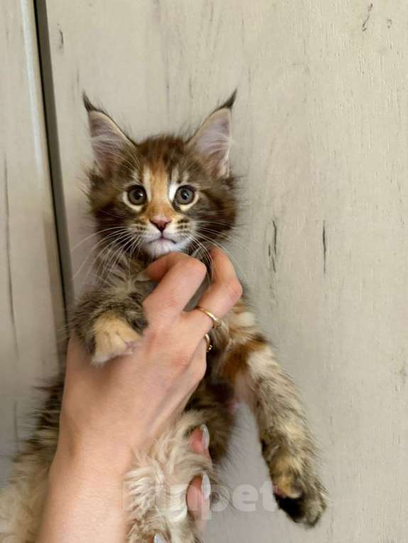 Кошки в Санкт-Петербурге: Котята Мейн-кун Мальчик, 40 000 руб. - фото 4