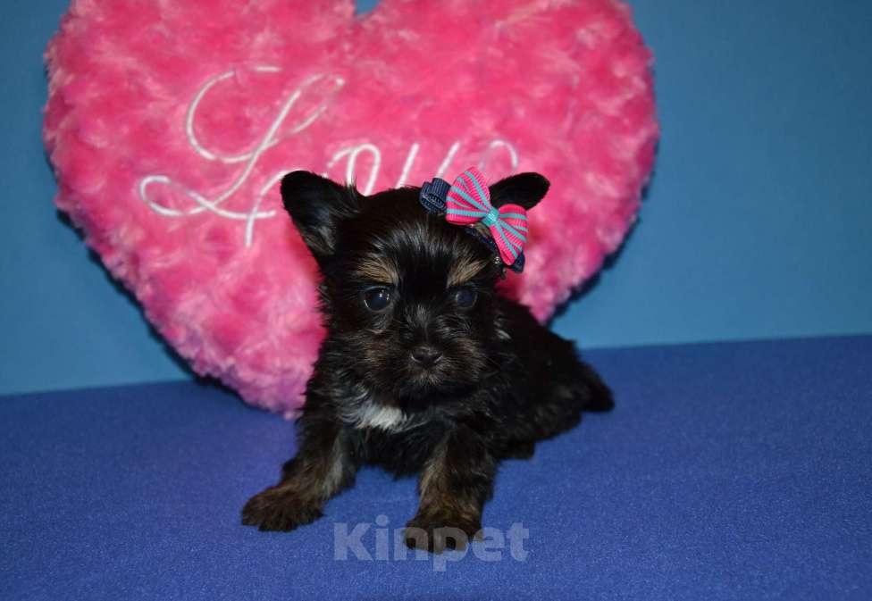 Собаки в Москве: Щенок -девочка цветного йорка  Девочка, 50 000 руб. - фото 2