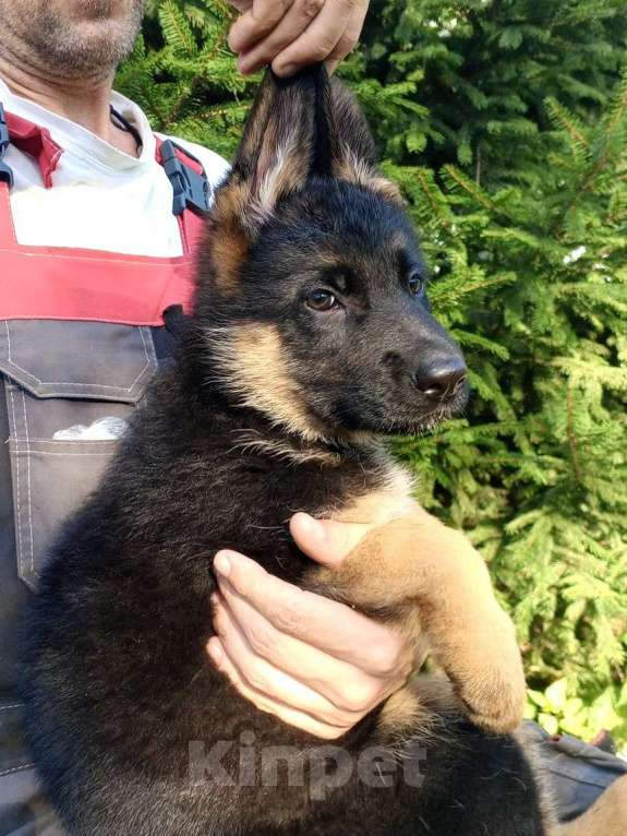 Собаки в Челябинске: Сука 2 Девочка, 60 000 руб. - фото 2