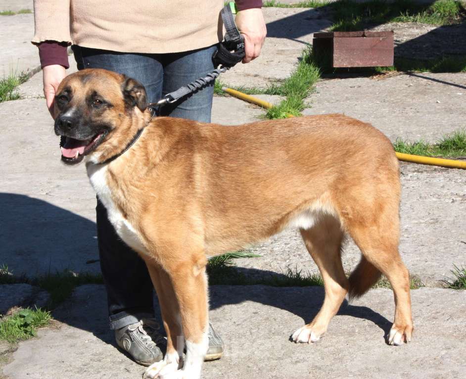 Собаки в Москве: Добраый, ласковый Тоша -собака компаньон очень ждет свою семью! Мальчик, Бесплатно - фото 10
