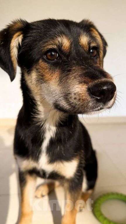 Собаки в Москве: Щенок-подросток Индеец ищет дом Мальчик, Бесплатно - фото 3