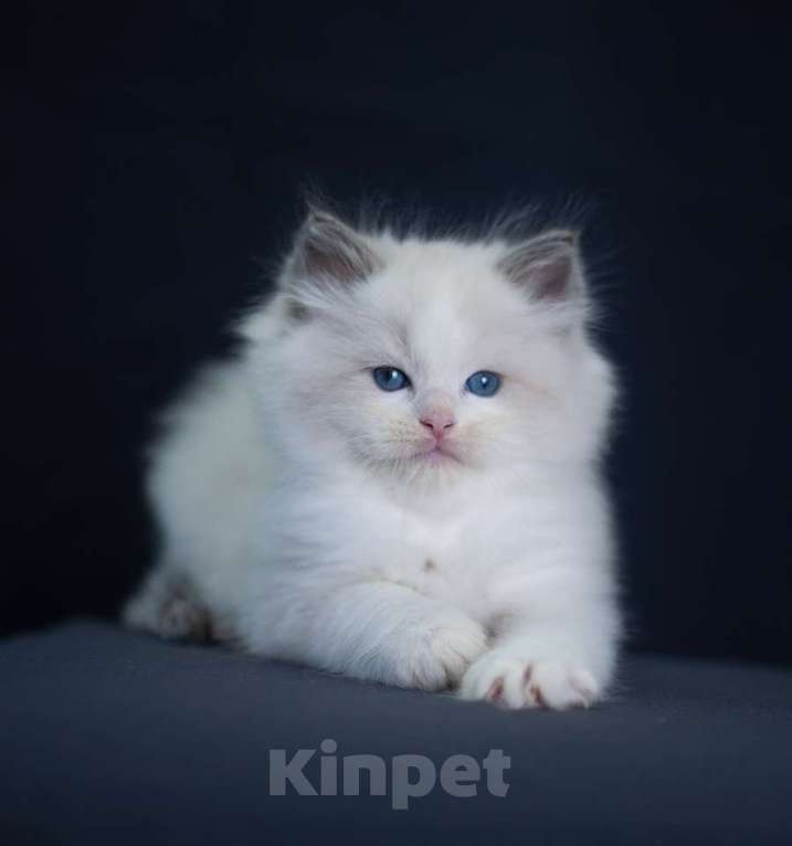 Кошки в Санкт-Петербурге: рэгдолл котята Мальчик, 90 000 руб. - фото 5