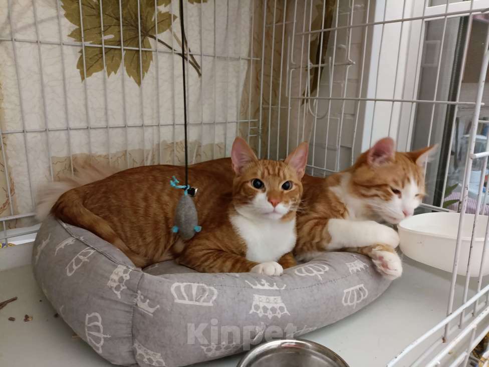 Кошки в Москве: Макс Мальчик, Бесплатно - фото 6