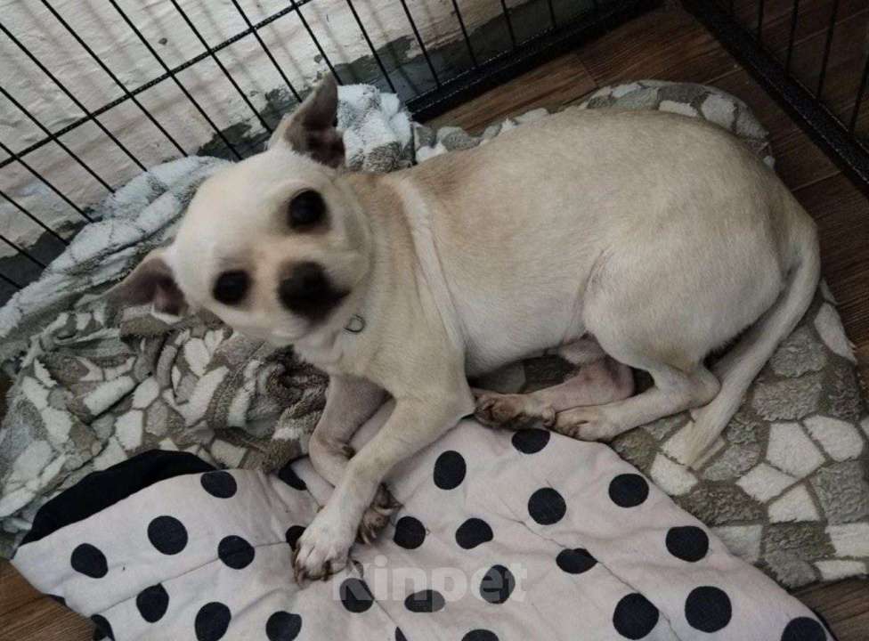 Собаки в других городах Московской области: Маленькие собачки ищут дом Мальчик, Бесплатно - фото 6