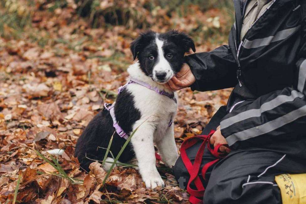 Собаки в Москве: Бомсу - мальчик, 2 месяца, ищет дом  Мальчик, Бесплатно - фото 6