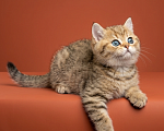 Кошки в Москве: Шотландский прямоухий короткошёрстный котёнок Мальчик, 55 000 руб. - фото 3