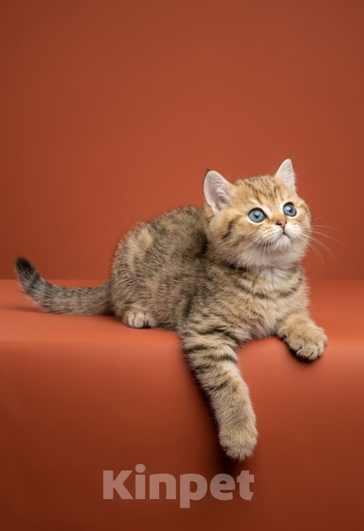 Кошки в Москве: Шотландский прямоухий короткошёрстный котёнок Мальчик, 55 000 руб. - фото 3