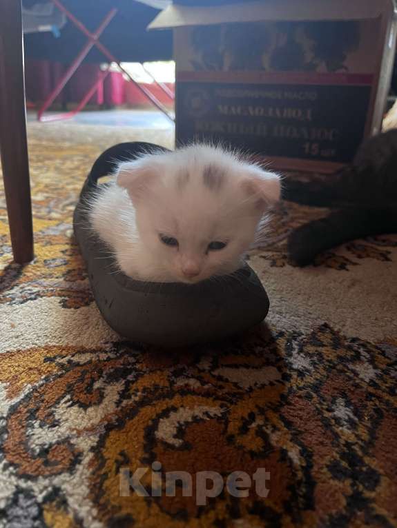 Кошки в Симферополе: Красавчики вислоушки Девочка, 6 000 руб. - фото 6