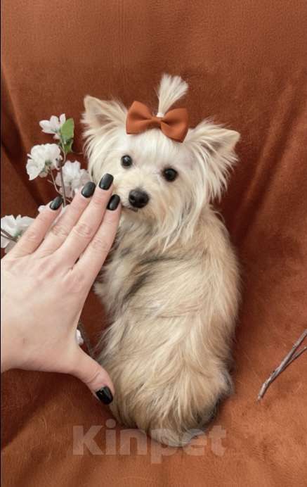 Собаки в Москве: Подрощенный йорк мини девочка рыжая Девочка, 80 000 руб. - фото 2