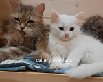 Кошки в Волхове: Сибирские клубные котята. Мальчик. Мальчик, Бесплатно - фото 7