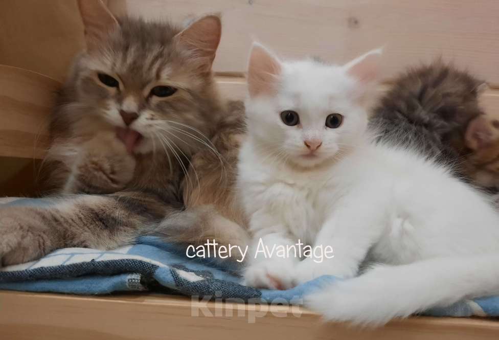 Кошки в Волхове: Сибирские клубные котята. Мальчик. Мальчик, Бесплатно - фото 7