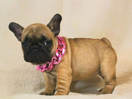 Щенки Французы 