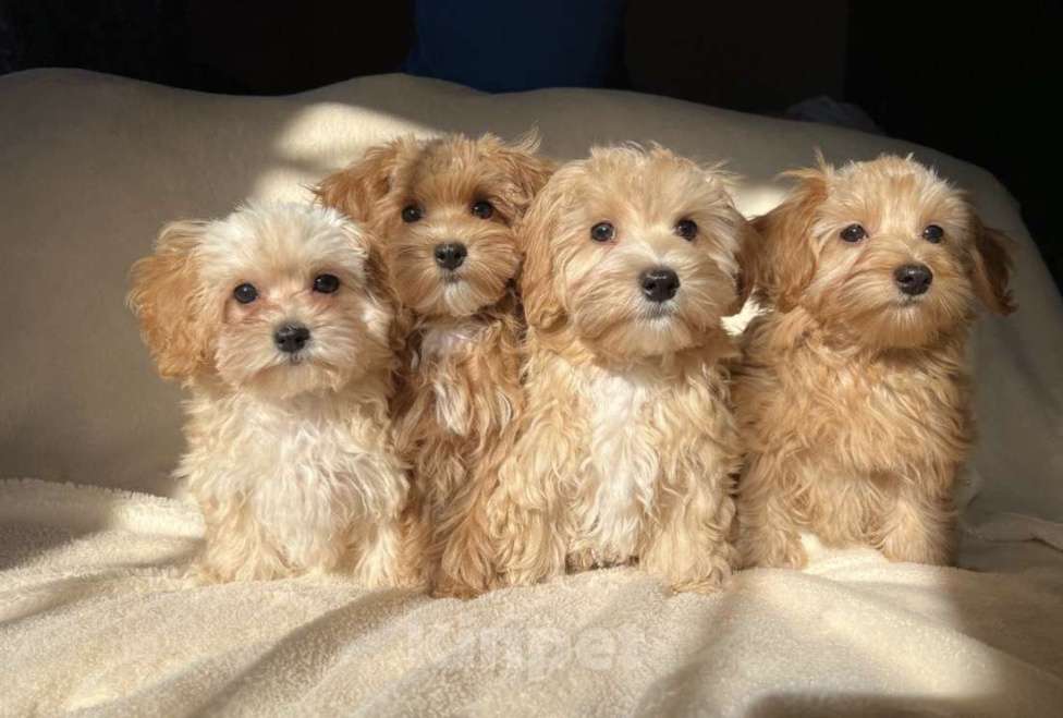 Собаки в Магнитогорске: Мальчик мальтипу мини кремовый пухляш 3 мес Мальчик, 75 000 руб. - фото 4