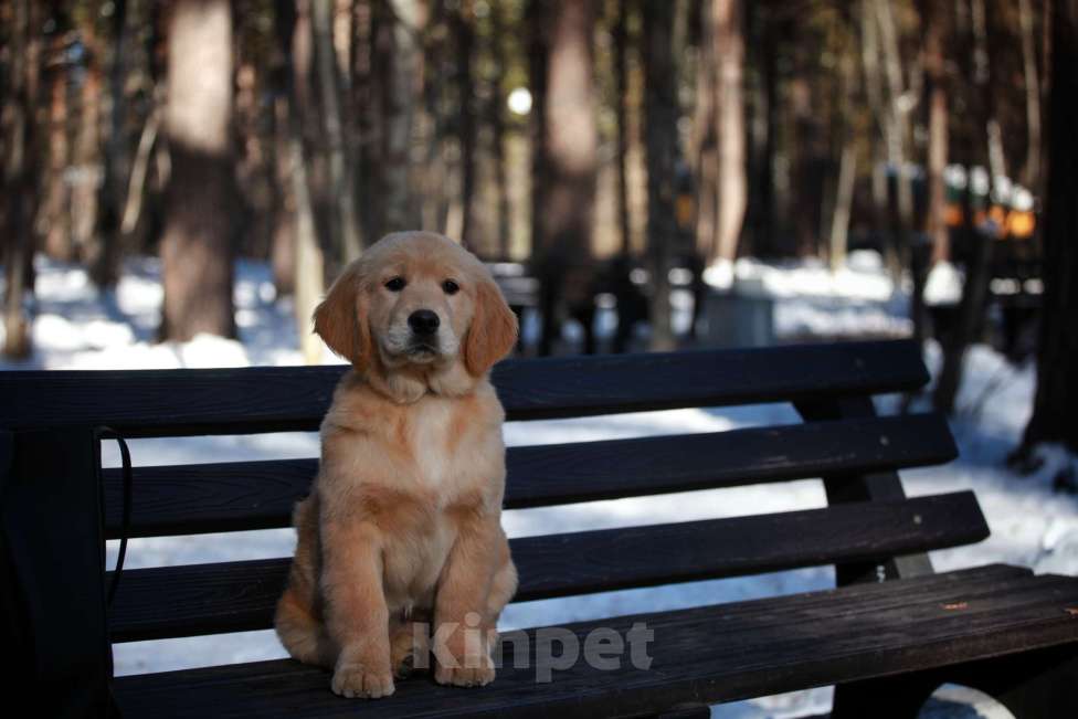 Собаки в Москве: Золотистый ретривер  Девочка, 80 000 руб. - фото 7