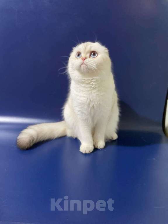 Кошки в Нижнем Новгороде: Элитные шотландские кошечки-фолдочки Девочка, 30 000 руб. - фото 2