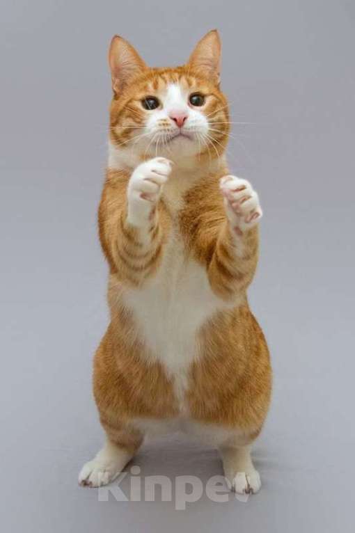 Кошки в Москве: Кот Гарик ищет доброе сердце. Мальчик, Бесплатно - фото 5