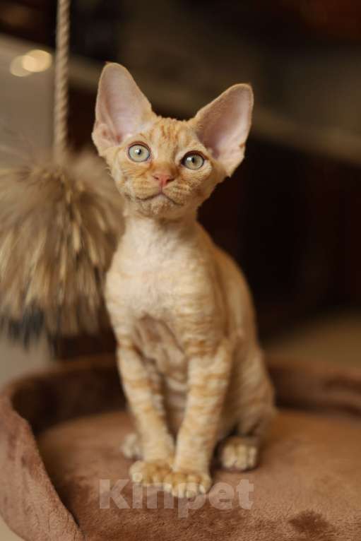 Кошки в Москве: Котята девон-рекс Мальчик, 60 000 руб. - фото 4