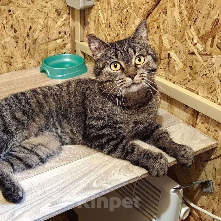 Кошки в Москве: Молодая ласковая Мирочка ищет дом Девочка, Бесплатно - фото 5