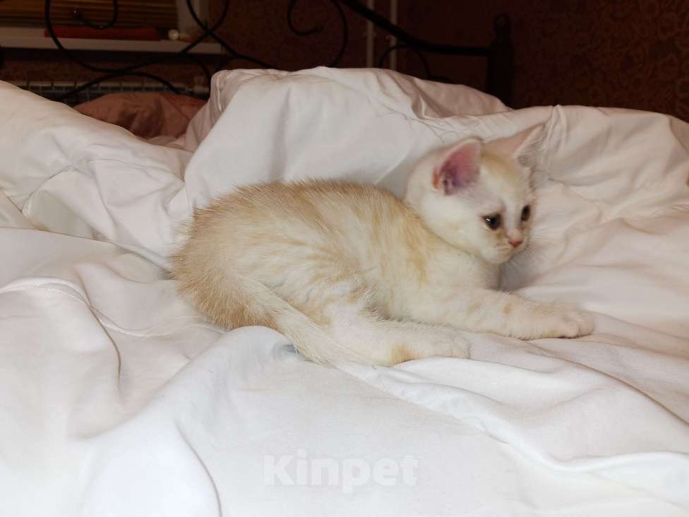 Кошки в Москве: Британские котята  Мальчик, 10 000 руб. - фото 1