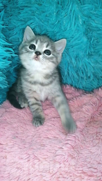 Кошки в Москве: Шотландские котята Девочка, 8 000 руб. - фото 1