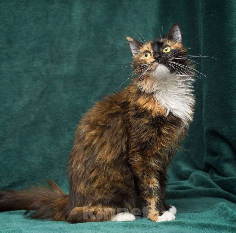 Кошки в Москве: Пушистая трехцветная кошечка в поисках дома! Девочка, Бесплатно - фото 2