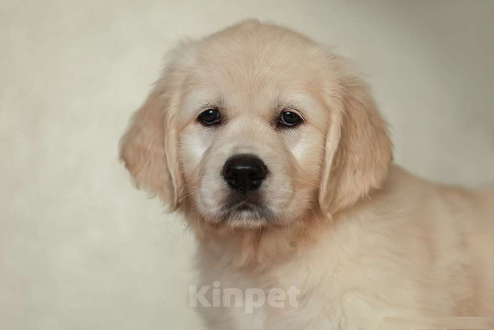 Собаки в Воронеже: Щенки золотистого ретривера Мальчик, 60 000 руб. - фото 6