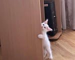 Кошки в Анапе: Продам котенка породы Турецкий Ван Девочка, 15 000 руб. - фото 2