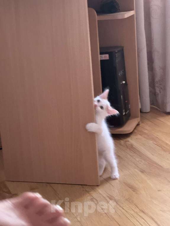 Кошки в Анапе: Продам котенка породы Турецкий Ван Девочка, 15 000 руб. - фото 2