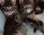 Кошки в Шатуре: Мей-кун котенок Девочка, 10 000 руб. - фото 5