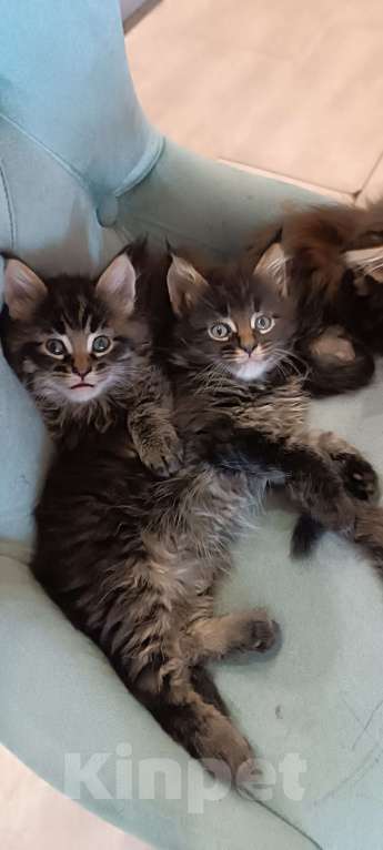 Кошки в Шатуре: Мей-кун котенок Девочка, 10 000 руб. - фото 5