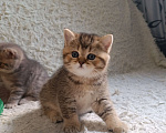 Кошки в Москве: Наша малышка ищет любящую семью Девочка, 14 000 руб. - фото 1