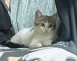 Кошки в Ростове-на-Дону: Котенок девочка Девочка, Бесплатно - фото 2