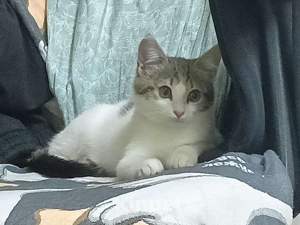 Кошки в Ростове-на-Дону: Котенок девочка Девочка, Бесплатно - фото 2