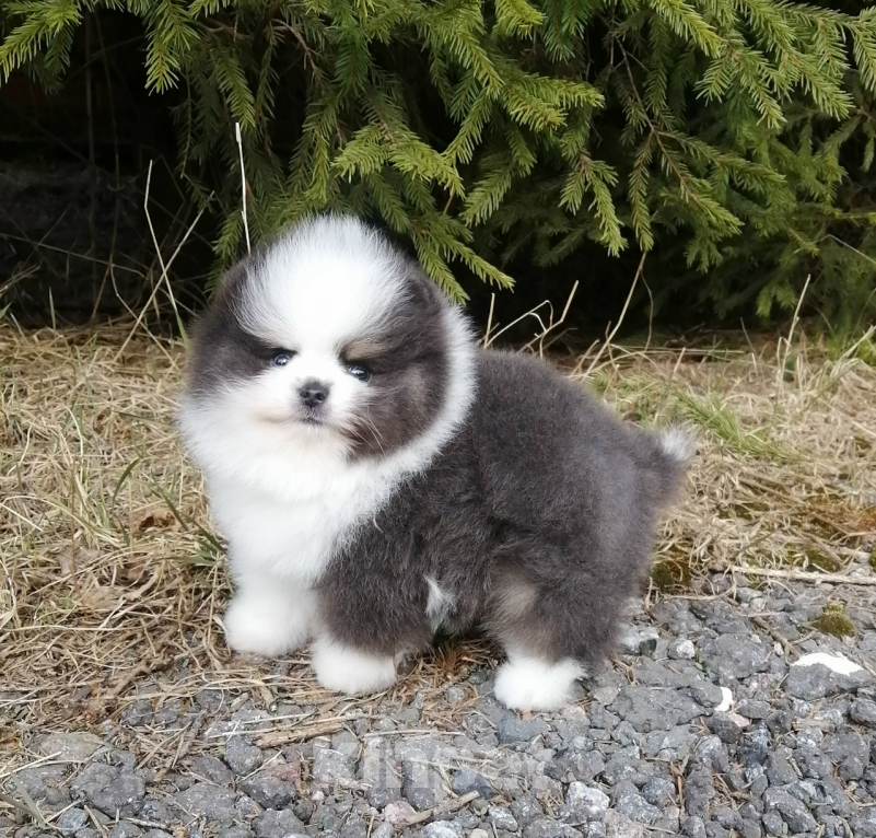 Собаки в Санкт-Петербурге: Шпиц мальчик Мальчик, 70 000 руб. - фото 3