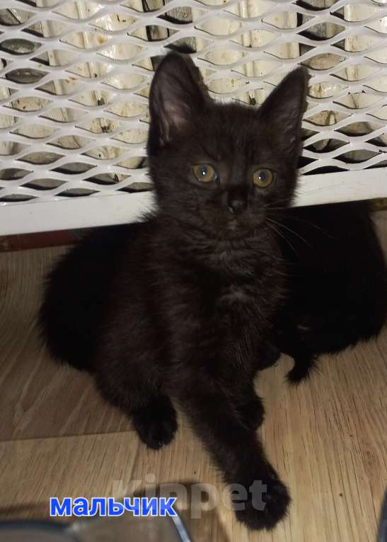 Кошки в других городах Московской области: Котята в добрые руки Мальчик, Бесплатно - фото 4
