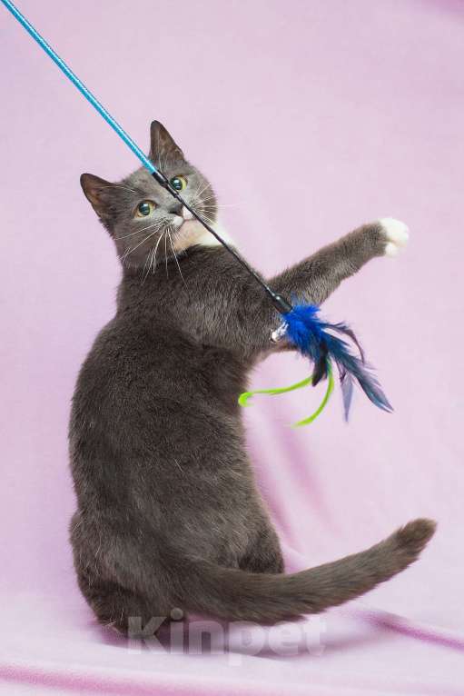 Кошки в Москве: Забавушка, кошка- нежность Девочка, Бесплатно - фото 1