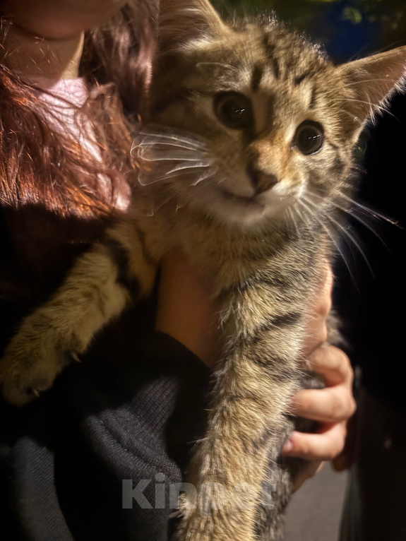 Кошки в Домодедово: котенок а добрые руки Мальчик, Бесплатно - фото 1