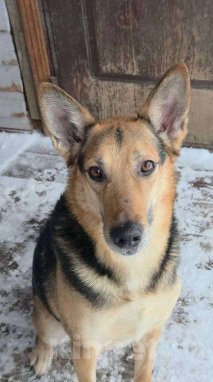 Собаки в Москве: Пес Семен ищет новый дом! Мальчик, Бесплатно - фото 2