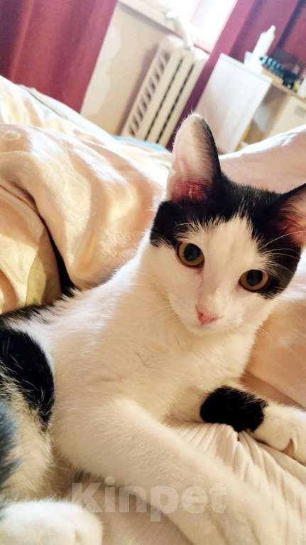 Кошки в Москве: Молодая ласковая Зая 5 мес Девочка, Бесплатно - фото 6