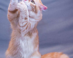 Кошки в Москве: Восхитительный кот Рыжик в добрые руки Мальчик, 10 руб. - фото 5