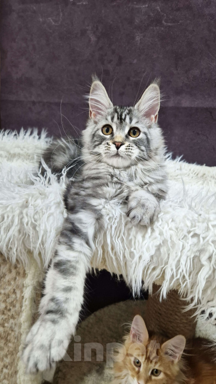 Кошки в Ижевске: Котята мейн-кун Девочка, 50 000 руб. - фото 6